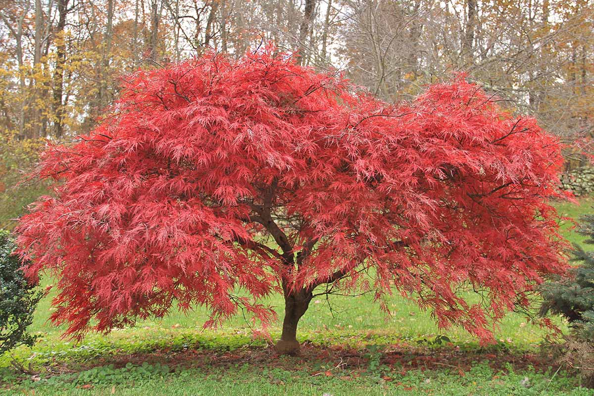 How and When to Fertilize Japanese Maple Trees Gardener’s Path