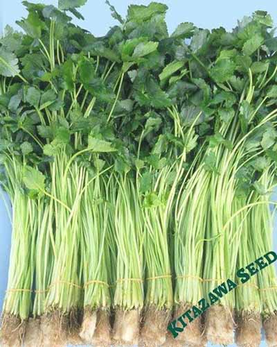 A close up of bunches of mitsuba aka Japanese parsley on a blue surface, with text to the bottom right of the frame.