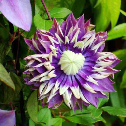 A close up square image of a bicolored ‘Taiga’ clematis bloom pictured on a soft focus background.