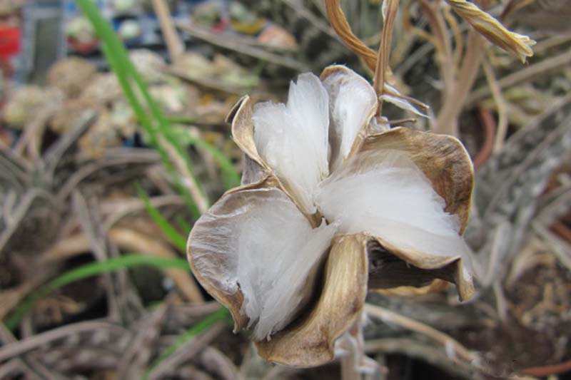 A close up horizontal image of the seed heads of a tiger aloe plant.