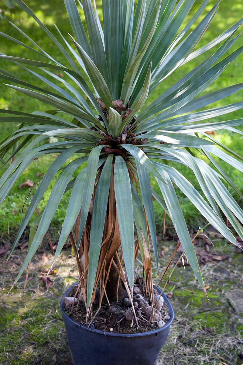 How to Grow and Care for Yucca Gardener’s Path