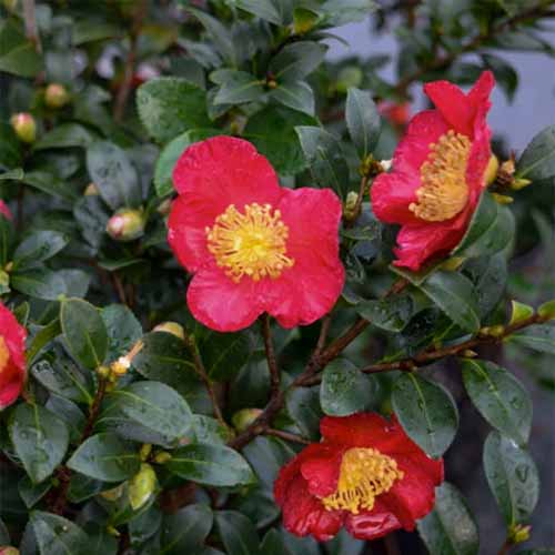 A close up square image of bright red camellia &lsquo;Yuletide&rsquo; flowers with foliage in the background.