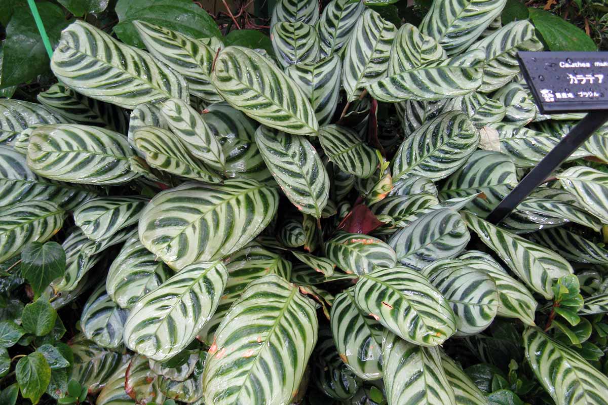 A close up horizontal image of Ctetanthe burle marxii growing in a botanical garden.