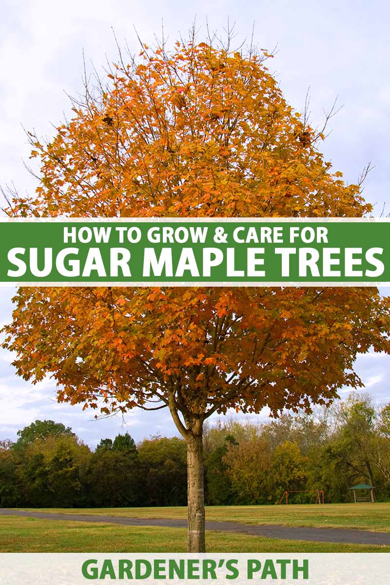 How to Grow and Care for Sugar Maple Trees Gardener’s Path