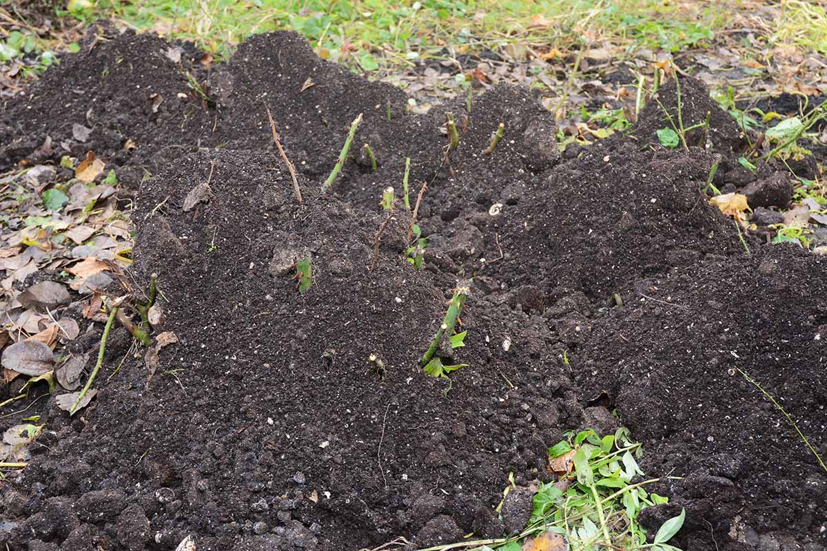 A close up horizontal image of shrubs pruned and mounded with soil in preparation for winter.