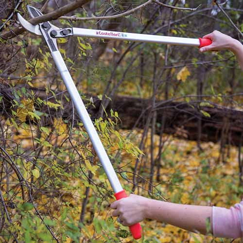 A close up square image of a gardener using long-handled anvil loppers to prune a tree in the garden.
