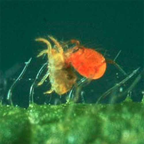 A close up square image of mite predators in high magnification.