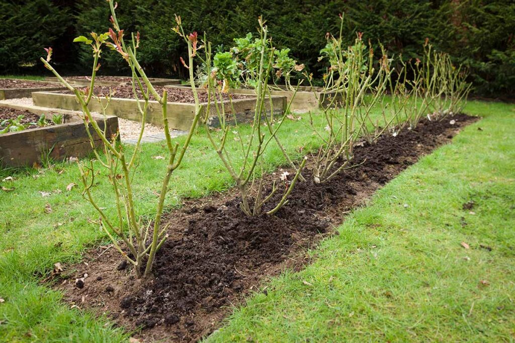How to and When to Mound Roses for Winter Protection Gardener’s Path