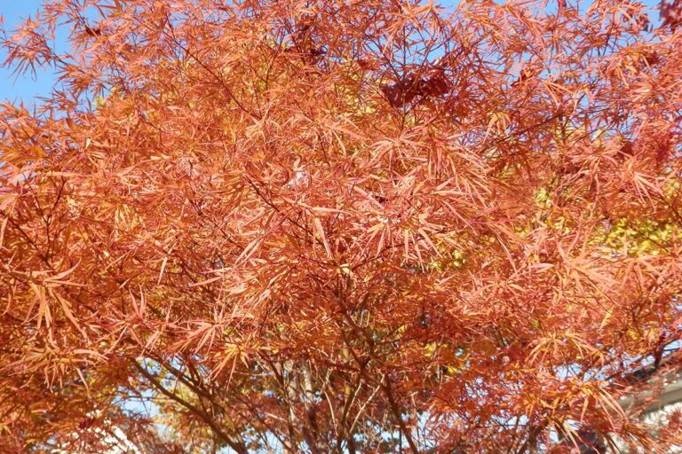 13 of the Best Trees and Shrubs for Orange Fall Color Gardener’s Path