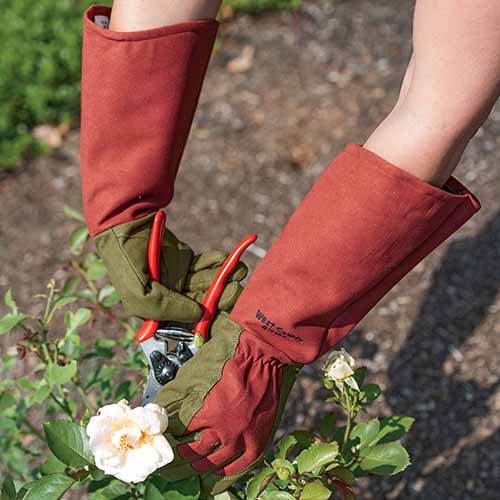 A close up square image of a gardener wearing long pruning gloves.