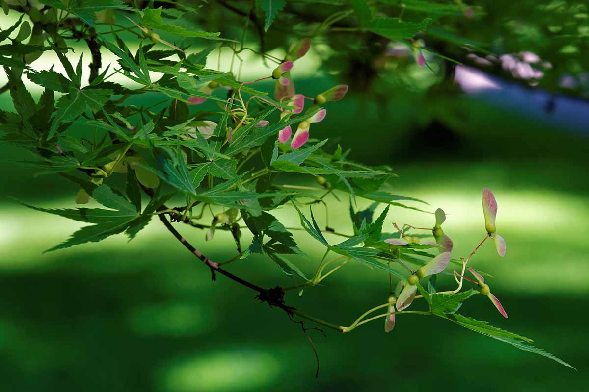 How To Propagate Japanese Maples From Seed Gardener S Path gardenerpath