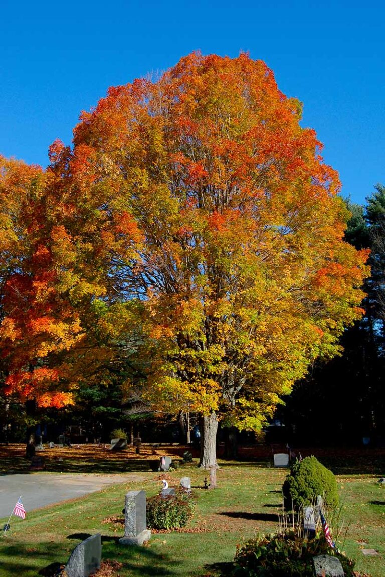 How to Grow and Care for Sugar Maple Trees Gardener’s Path