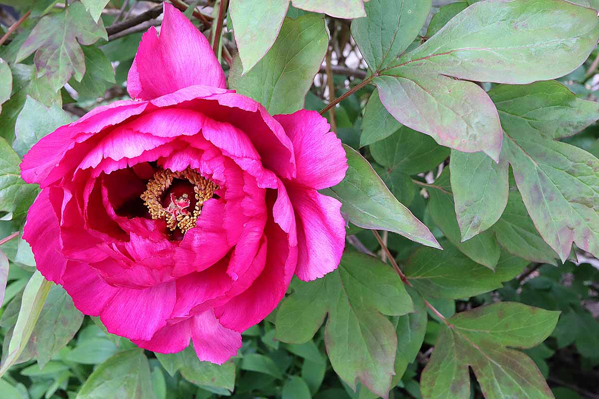 A close up horizontal image of a bright pink tree peony surrounded by light green foliage.