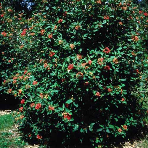 A close up square image of &lsquo;Allegheny&rsquo; viburnum growing in the garden.