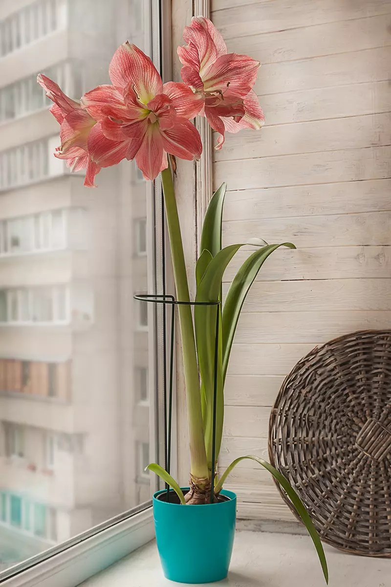 A close up vertical image of a potted amaryllis flower growing on a windowsill in a high rise apartment.