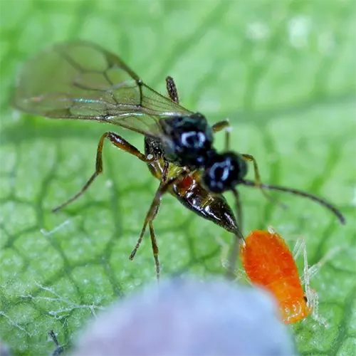 A close up square image of an aphid parasite killing an aphid in high magnification.