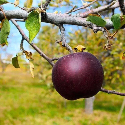A close up square image of an &lsquo;Arkansas Black&rsquo; apple growing on the tree pictured on a soft focus background.