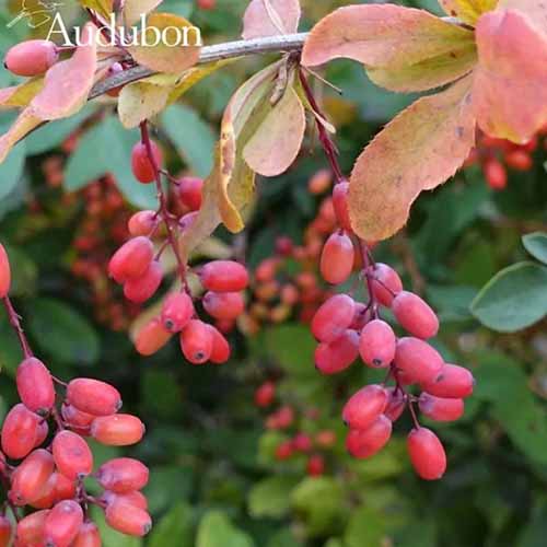 A close up square image of the red berries of a native spicebush plant pictured on a soft focus background.