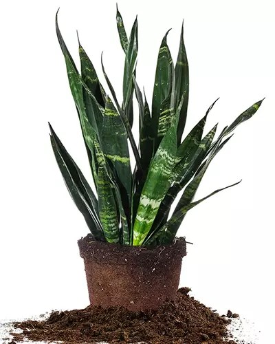 A close up of Dracaena ‘Black Coral’ mother-in-law’s tongue isolated on a white background.