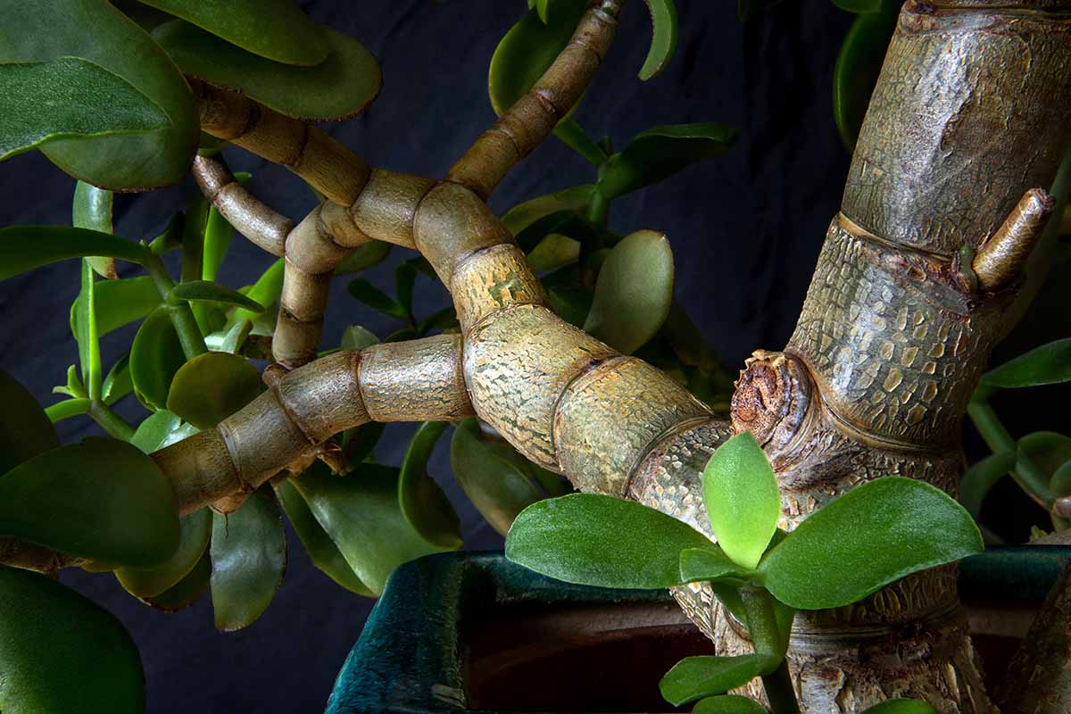 A close up horizontal image of the branches of a mature Crassula ovata, or jade plant.