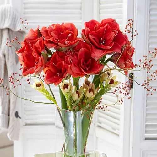 A close up square image of ‘Cherry Nymph’ amaryllis flowers growing in a glass vase indoors.