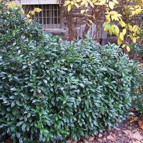 A square image of a &lsquo;Chestnut Hill&rsquo; cherry laurel growing outside a residence.