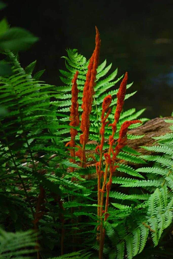 How to Grow and Care for Cinnamon Ferns Gardener’s Path