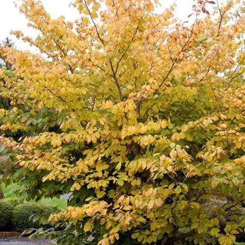 A close up square image of the yellow fall foliage of common witch hazel growing in the garden.