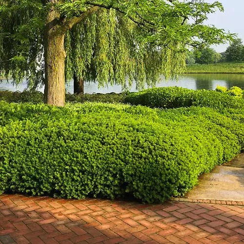 A square image of dense spreading yew growing under a tree next to a lake.