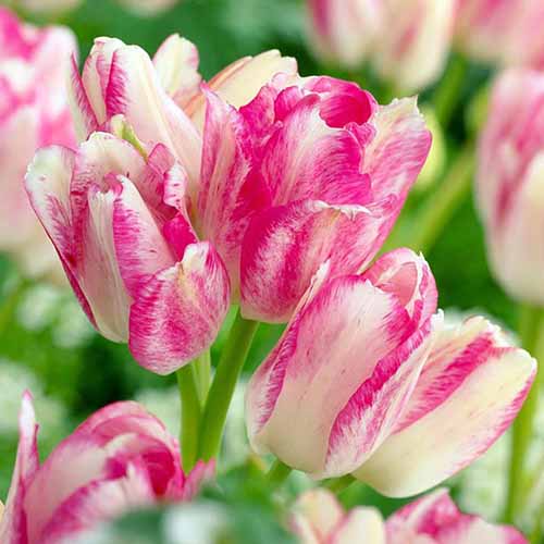 A close up square image of the white and pink flowers of ‘Dream Club’ tulips.
