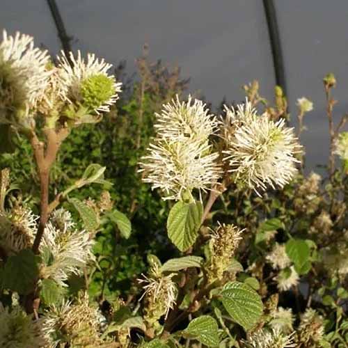 A square image of dwarf fothergilla growing in the garden.