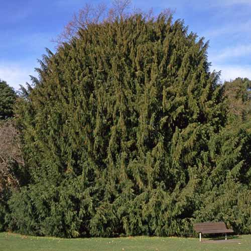 How to Grow and Care for Yew Trees and Shrubs Gardener’s Path