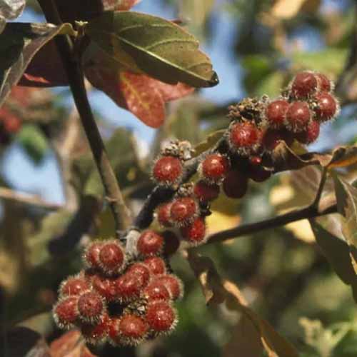 A close up square image of the red berries of fragrant sumac growing in the garden.
