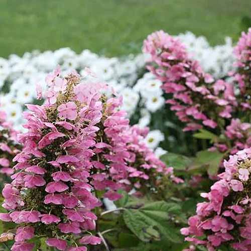 A close up square image of the pink flowers of &lsquo;Gatsby Pink&rsquo; oakleaf hydrangea growing in the garden.