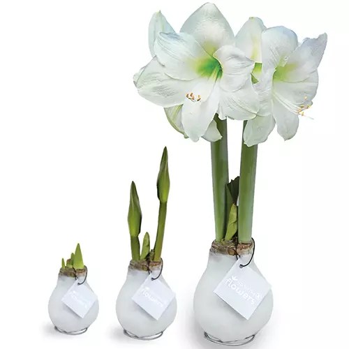 How to Force Amaryllis Bulbs to Bloom Indoors