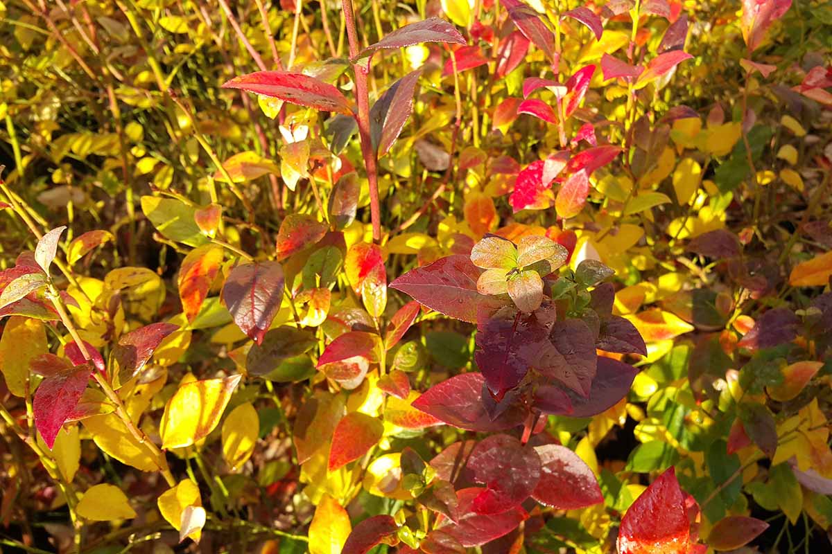 A close up horizontal image of the fall colors of highbush blueberry foliage pictured in light sunshine.