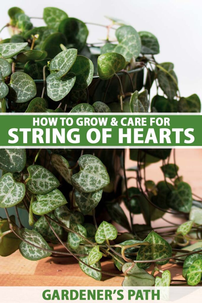 How to Grow and Care for String of Hearts Gardener’s Path