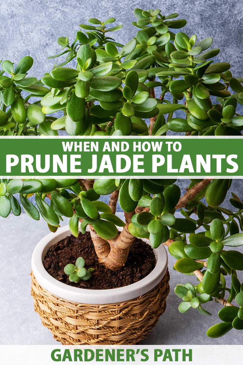 A close up vertical image of a jade houseplant (Crassula ovata) growing in a decorative pot with a gray wall in the background. To the center and bottom of the frame is green and white printed text.
