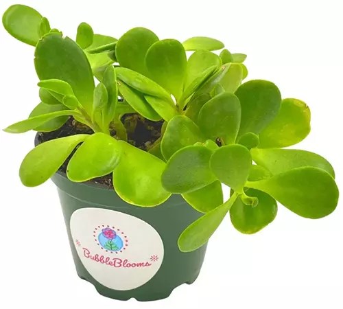A close up image of a small jade plant in a green pot isolated on a white background.
