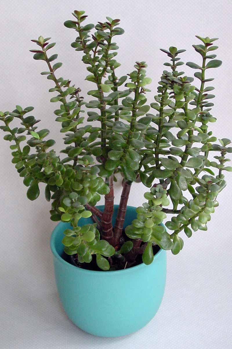 A close up vertical image of a potted Crassula ovata (jade) with leggy stems.