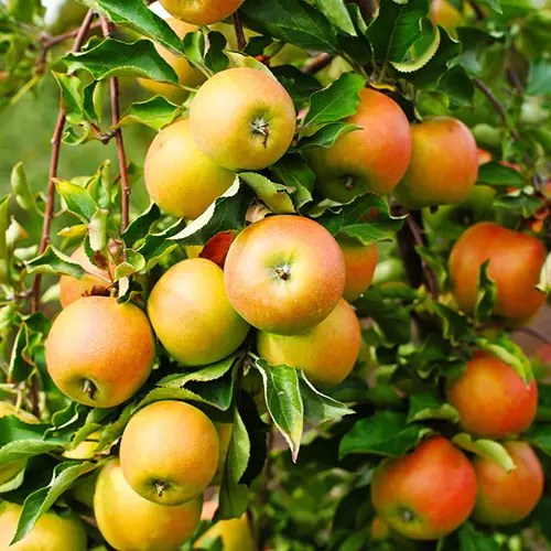 A close up square image of &lsquo;Jonagold&rsquo; apples growing on the tree, ripe and ready for harvest.