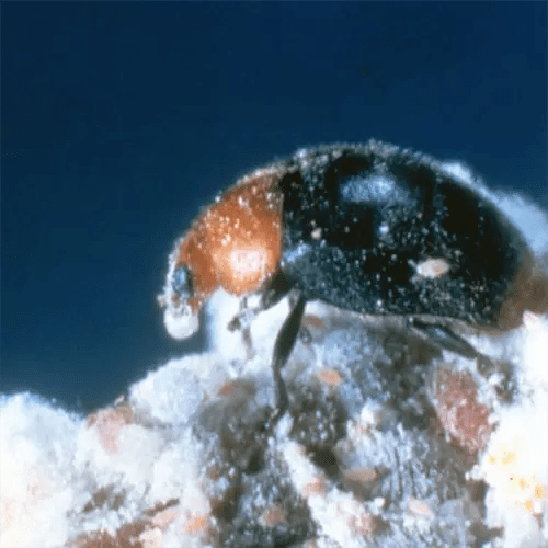 A square image of a mealybug destroyer in high magnification.