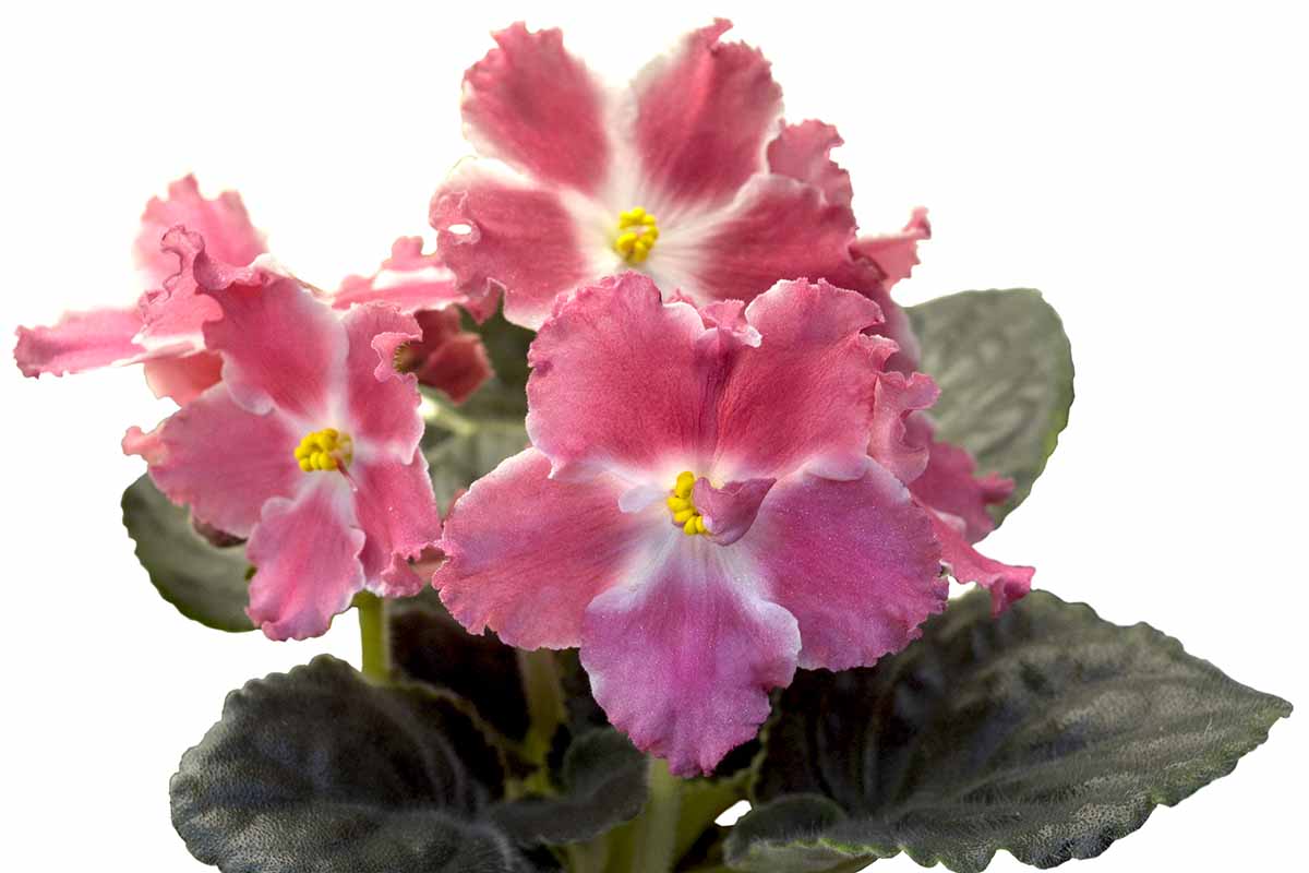A close up horizontal image of pink flowers with lightly ruffled edges pictured on a white background.