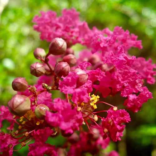 A close up of the pink flowers of a crape myrtle shrub pictured on a soft focus background.