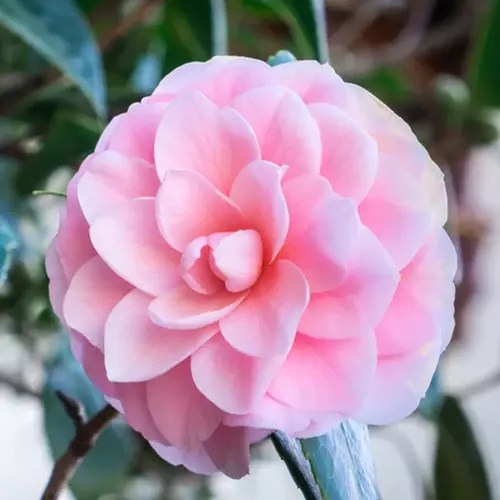 A close up square image of a &lsquo;Pink Perfection&rsquo; flower pictured on a soft focus background.