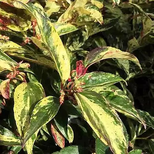A close up square image of the variegated foliage of &lsquo;Rainbow&rsquo; Leucothe growing in the garden.
