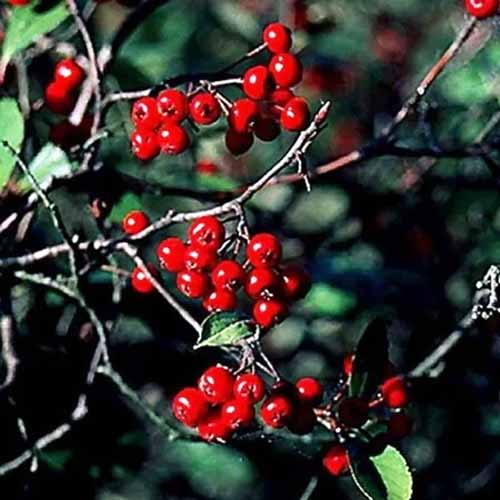 A close up of the bright berries of red chokeberry pictured in bright sunshine on a soft focus background.
