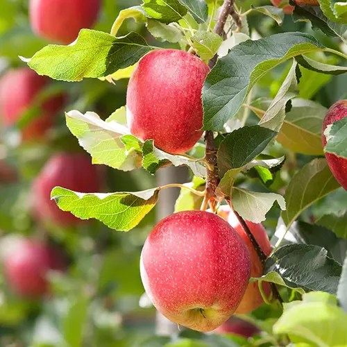 A close up square image of a &lsquo;Red Jonathan&rsquo; apple tree with ripe fruits ready to harvest.