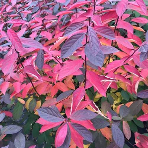 A close up of the vibrant fall foliage of Scentlandia sweetspire.
