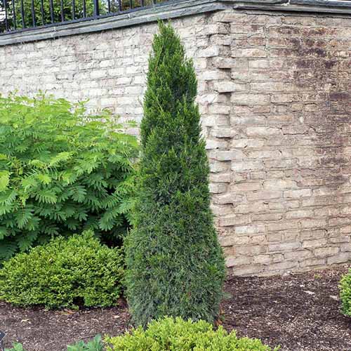 A square image of a tall, thin ‘Spartan’ juniper growing in the garden with a brick wall in the background.